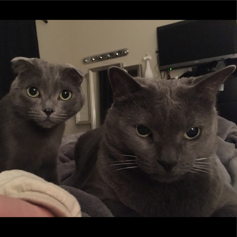 Meet your Posher, Bridgette